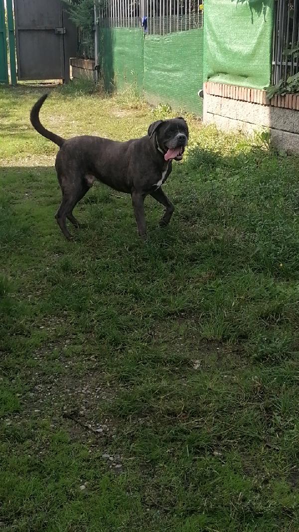Golia Splendido Simil Cane Corso Cerca Adozione Foto 7